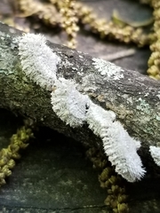 Schizophyllum commune