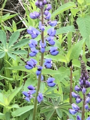 Lupinus perennis