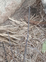 Cnemidophorus gaigei