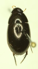 Tropisternus columbianus