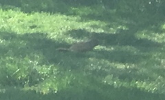 Marmota