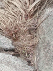Cnemidophorus gaigei