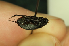 Tropisternus columbianus