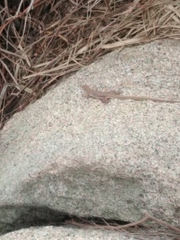Cnemidophorus gaigei