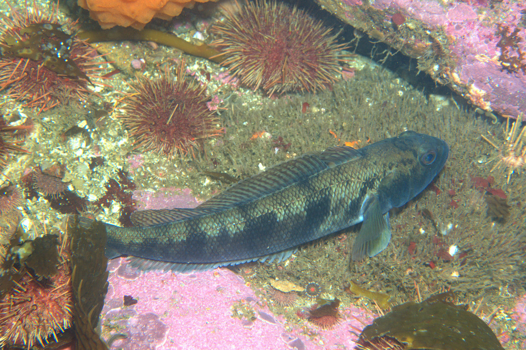 Wilton's Patagonian Rockcod