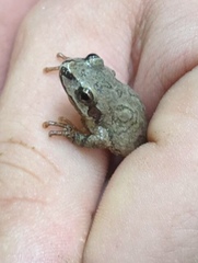 Pseudacris brachyphona