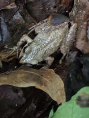 Pseudacris brachyphona