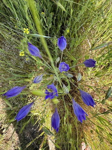 iNaturalist observation photo of Ithuriel's Spear