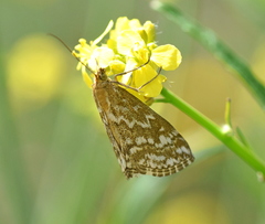Evergestis frumentalis
