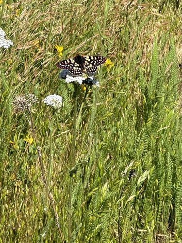 iNaturalist observation photo of Variable Checkerspot