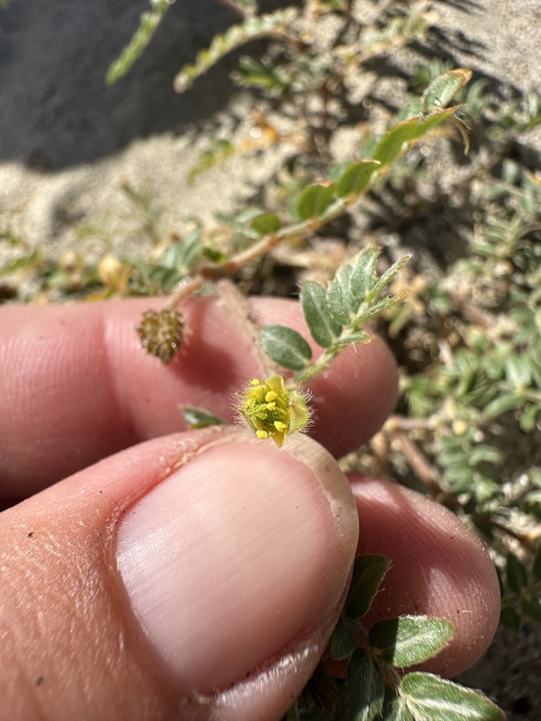 California caltrop (Kallstroemia californica)