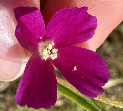 iNaturalist observation photo of Winecup Clarkia