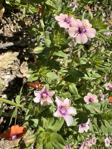 iNaturalist observation photo of scarlet pimpernel