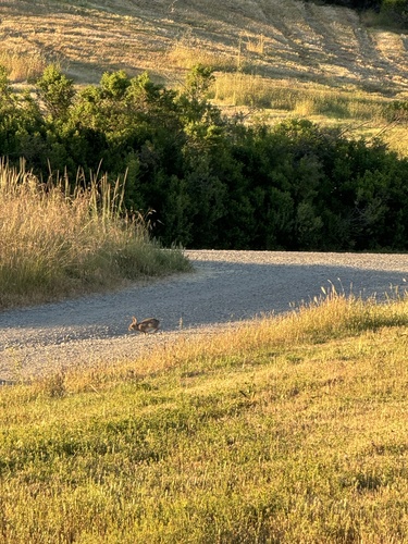 iNaturalist observation photo of Cottontail Rabbits