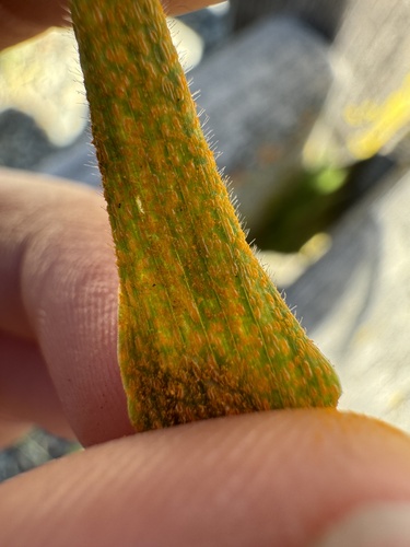 iNaturalist observation photo of rust fungi