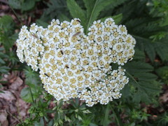 Tanacetum macrophyllum