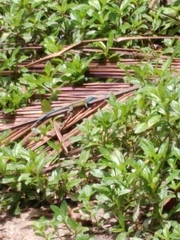 Cnemidophorus gaigei