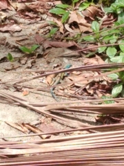 Cnemidophorus gaigei