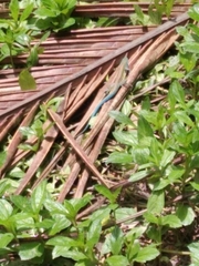 Cnemidophorus gaigei