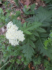 Tanacetum macrophyllum