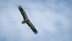 Neophron percnopterus