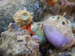 Calcinus californiensis