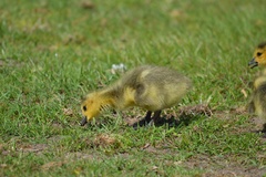 Branta canadensis