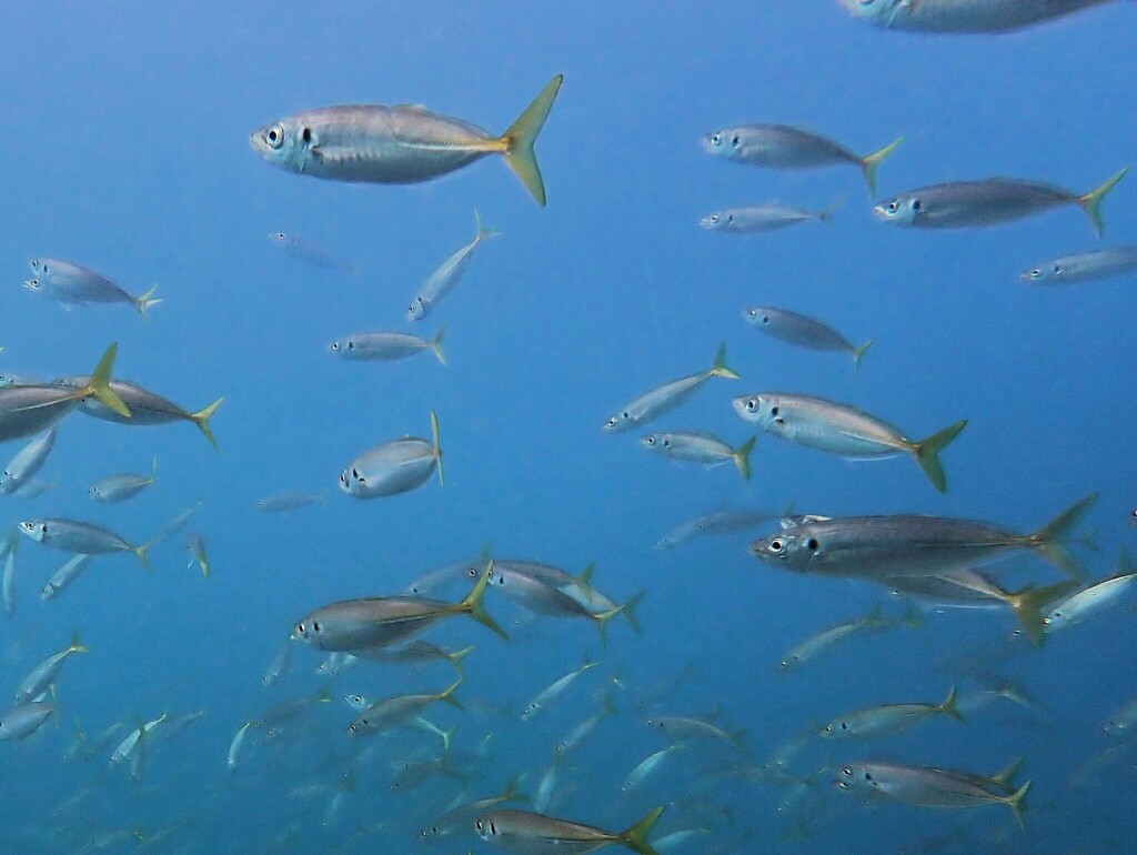 Yellowtail Scad from Oak Park Beach, 156-164 Ewos Parade, Cronulla NSW ...