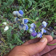 Lupinus nanus