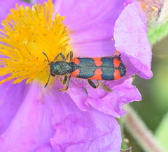 Trichodes punctatus