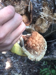 Volvariella bombycina flaviceps