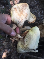 Volvariella bombycina flaviceps