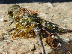Panulirus inflatus