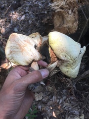 Volvariella bombycina flaviceps