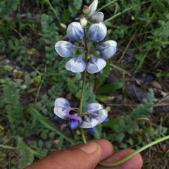 Lupinus nanus