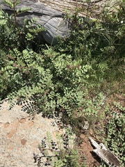 Hosackia crassifolia crassifolia