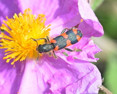 Trichodes punctatus