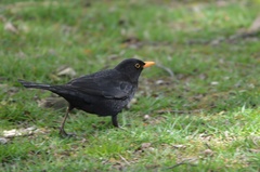 Turdus merula