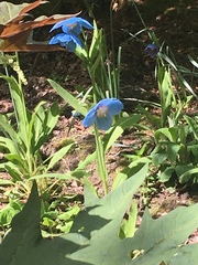 Meconopsis