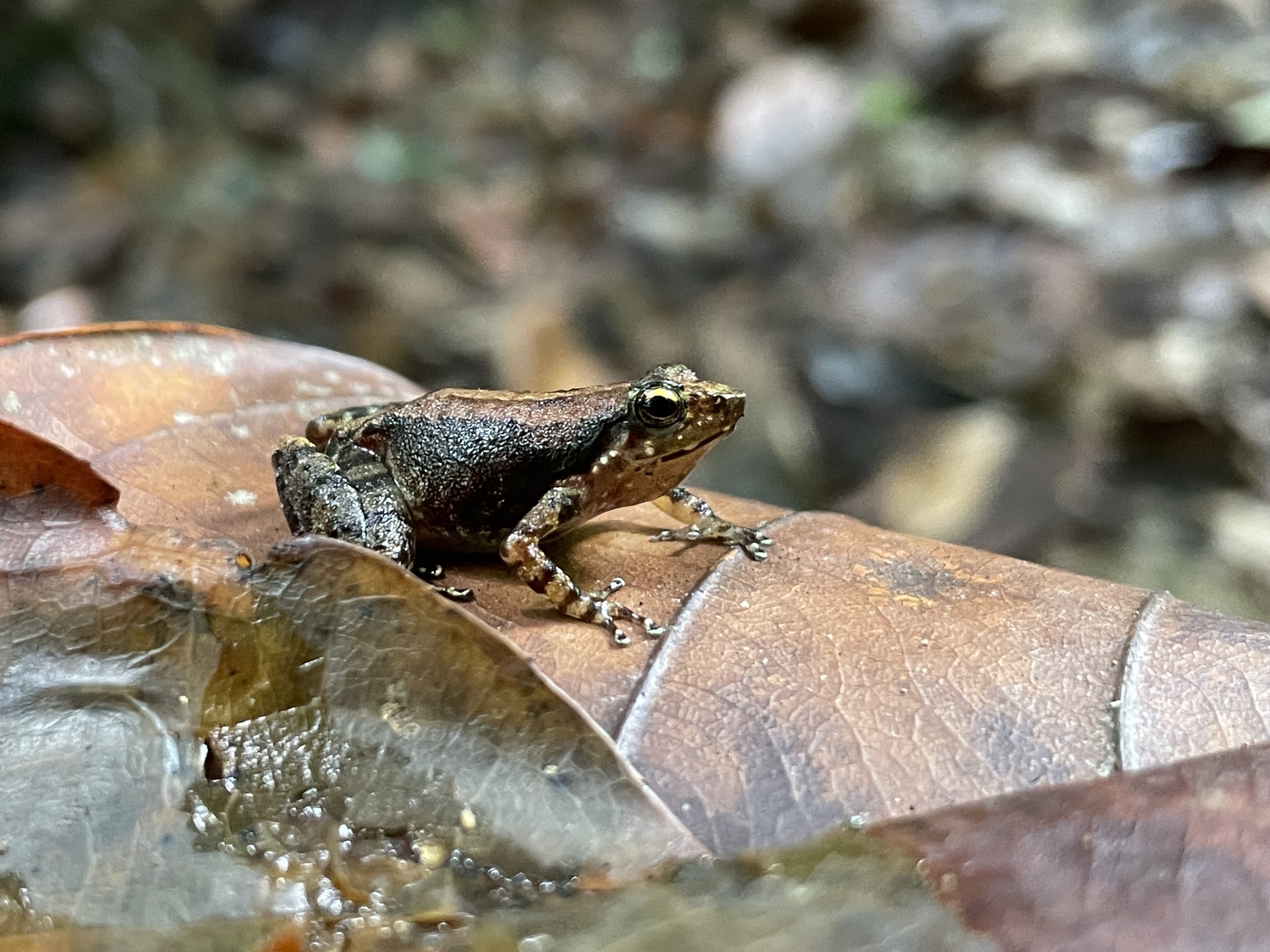 Crimson Bush Frog, Micrixalus elegans