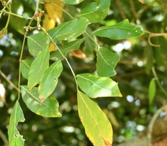 Lonchocarpus guatemalensis