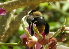 Centris flavofasciata