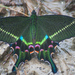 Papilio krishna - Photo (c) Ryan Van Meter, algunos derechos reservados (CC BY-NC-ND), subido por Ryan Van Meter