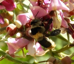 Lonchocarpus guatemalensis