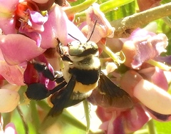 Centris flavofasciata
