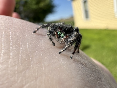 Bold Jumping Spider photographed in Iowa