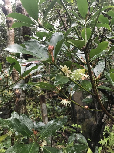 Image of Illicium anisatum by no rights reserved