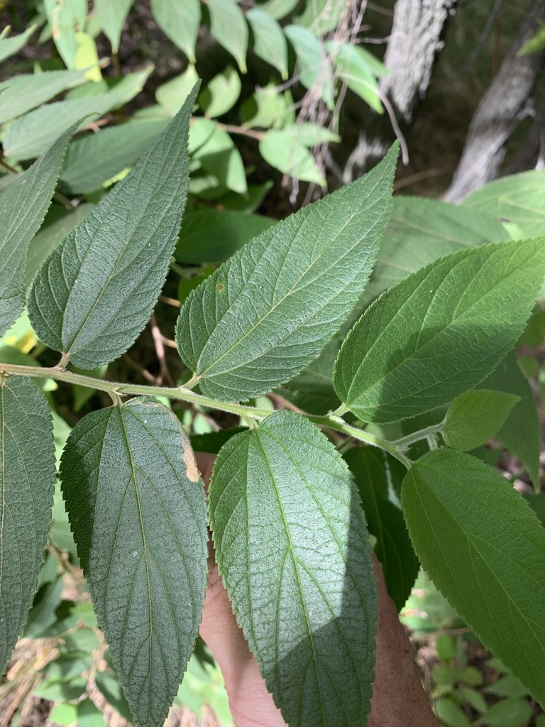 Nettle Tree