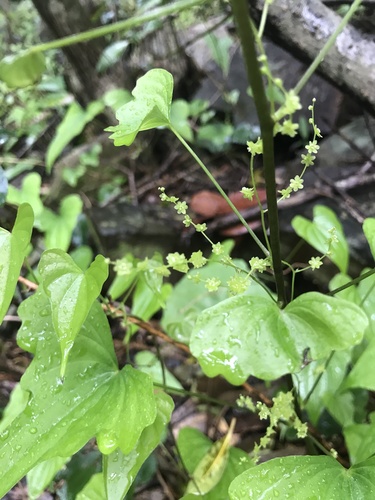 Dioscorea asclepiadea iNat (1)