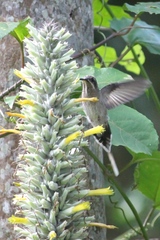 Aechmea kuntzeana